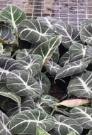 Alocasia Reginula ‘Black Velvet’ – Everyday Range (120mm)