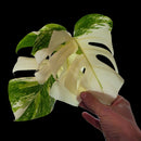 Professor Monstera Plants 3 Leaf Monstera Albo White Tiger Tip Genetics Cutting #3