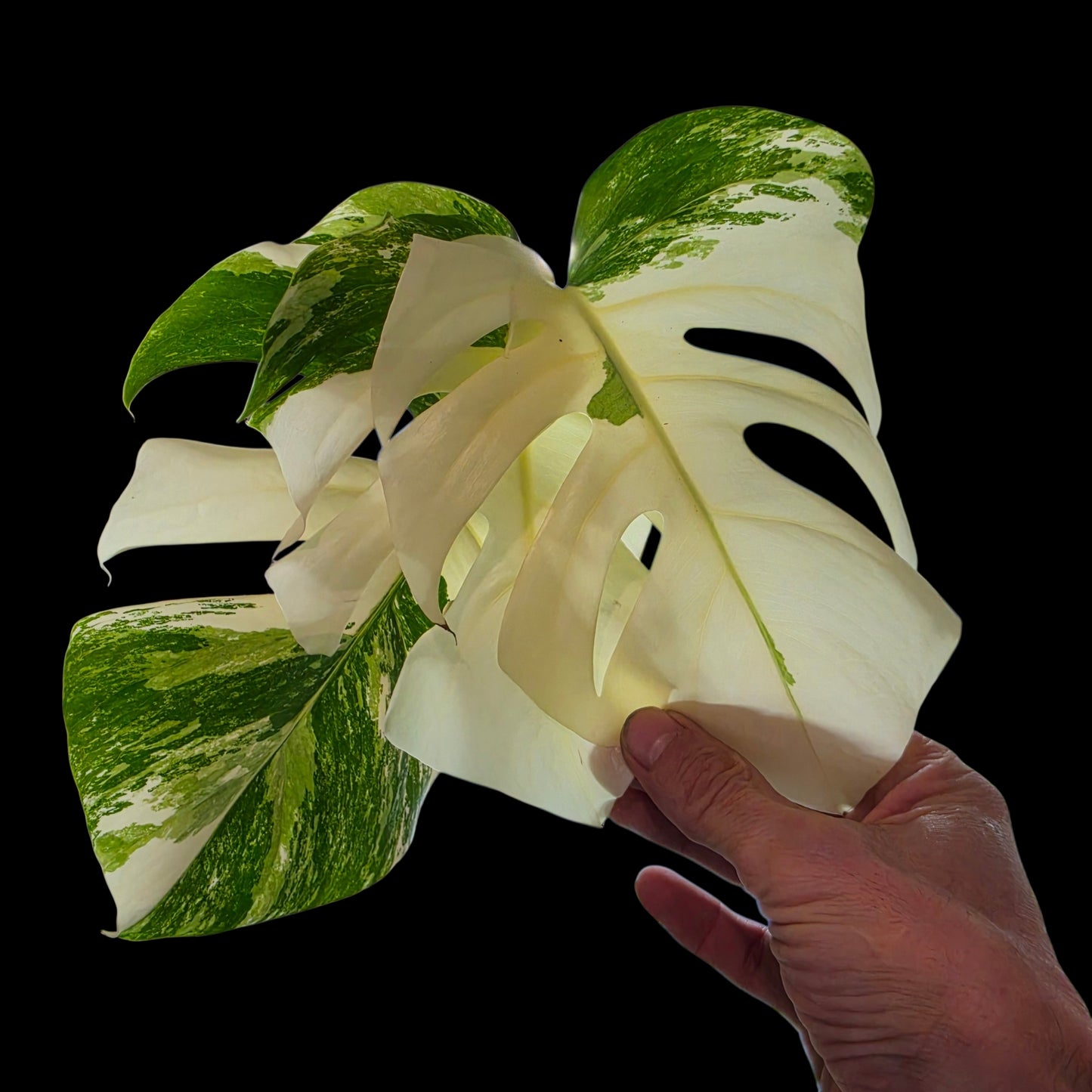 Professor Monstera Plants 3 Leaf Monstera Albo White Tiger Tip Genetics Cutting #3