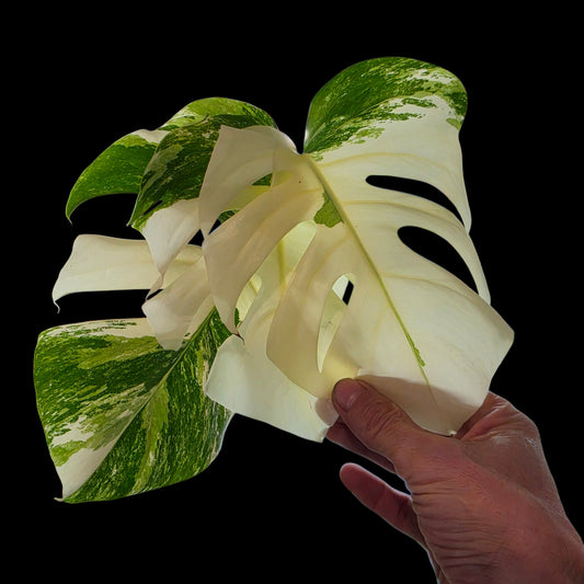 Professor Monstera Plants 3 Leaf Monstera Albo White Tiger Tip Genetics Cutting #3