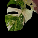 Professor Monstera Plants 3 Leaf Monstera Albo White Tiger Tip Genetics Cutting #3