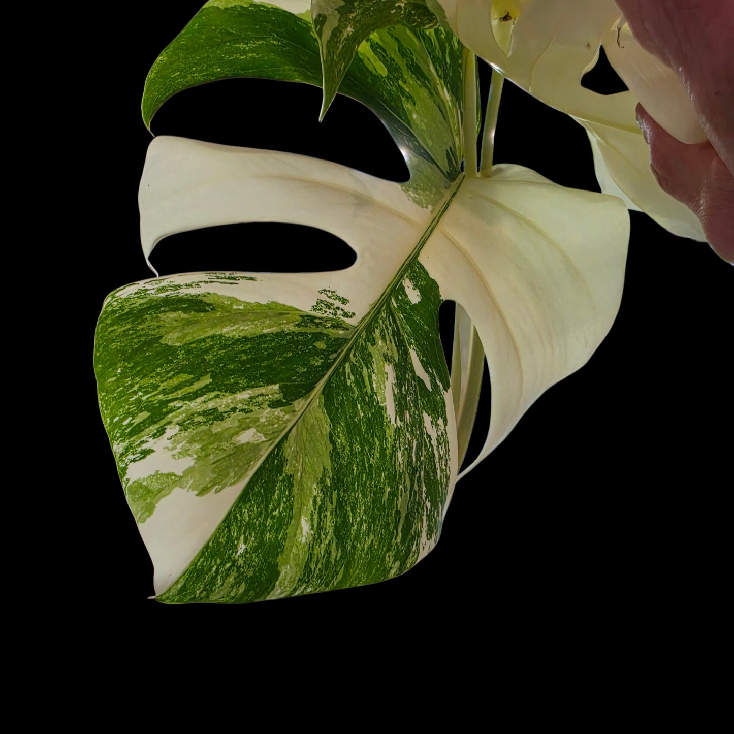 Professor Monstera Plants 3 Leaf Monstera Albo White Tiger Tip Genetics Cutting #3