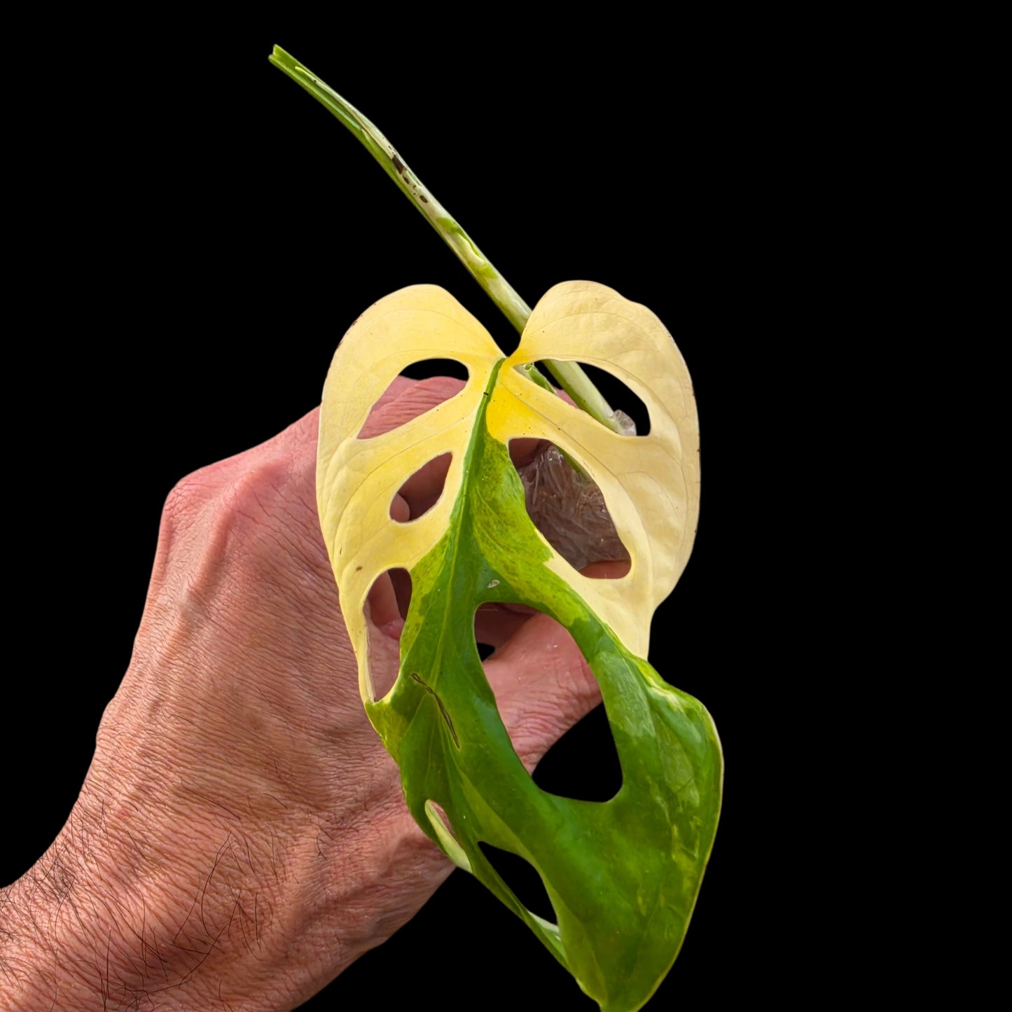 Plant Purge & Save