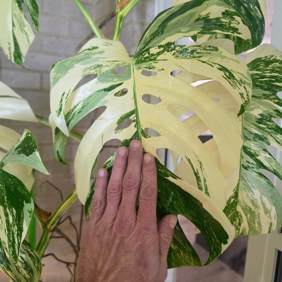 White Tiger PMM Monstera Albo Plant includes shipping!
