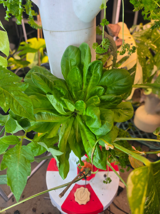 PM Grow Tower Pro - lettuce thriving